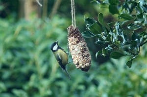 Great tit